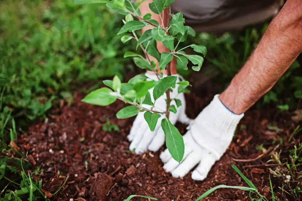 plantation (2)